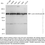 Thumbnail: Anti-Lysine Demethylase 4B Rabbit mAb #2178