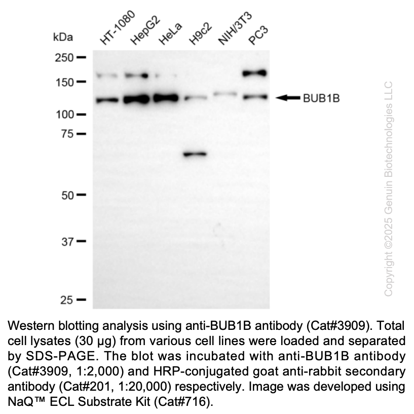 Anti-BUB1B Rabbit Polyclonal Ab #3909