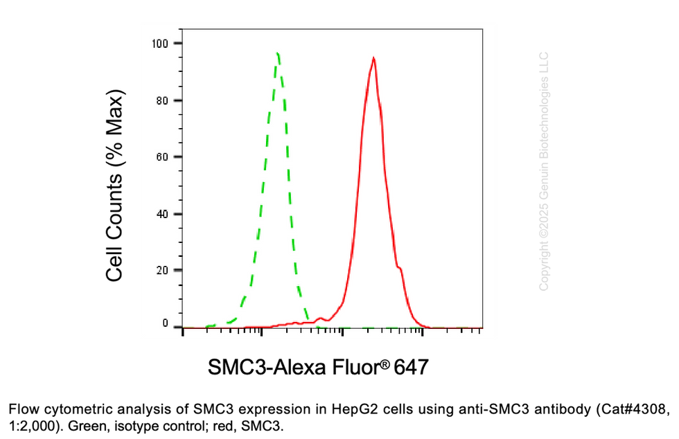 Thumbnail: Anti-SMC3 Rabbit Monoclonal Ab #4308