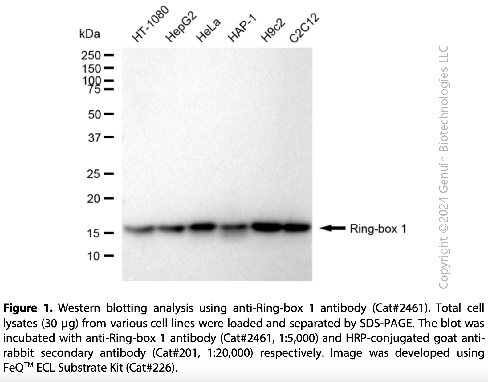 Anti-Ring-Box 1 Rabbit mAb #2461
