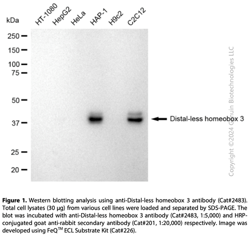 Anti-Distal-Less Homeobox 3 Rabbit mAb #2483 | GenuIN Biotech