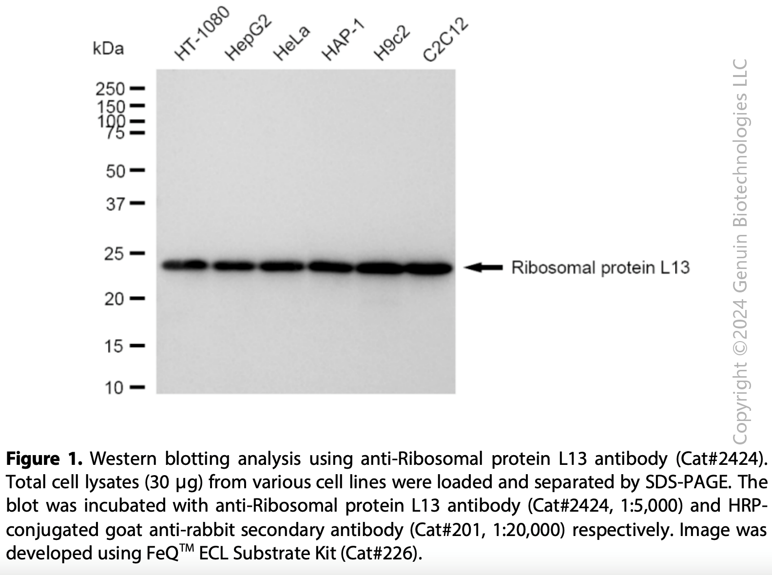 Anti-Ribosomal Protein L13 Rabbit mAb #2424