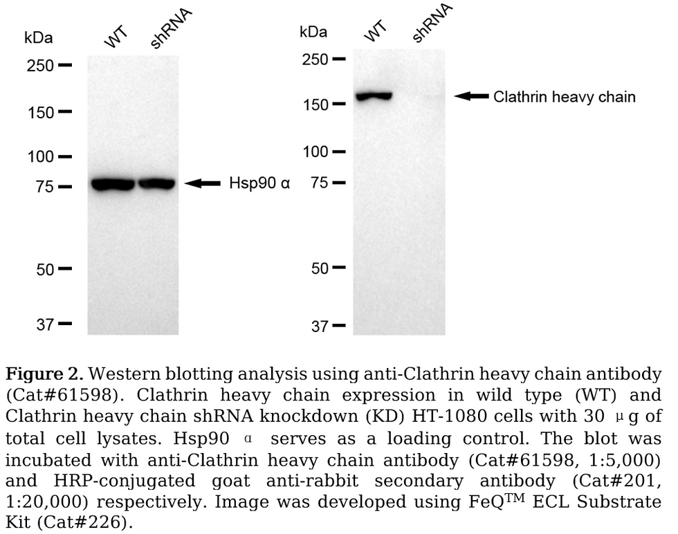 Thumbnail: KD-Validated Anti-Clathrin Heavy Chain Rabbit Monoclonal Antibody#61598