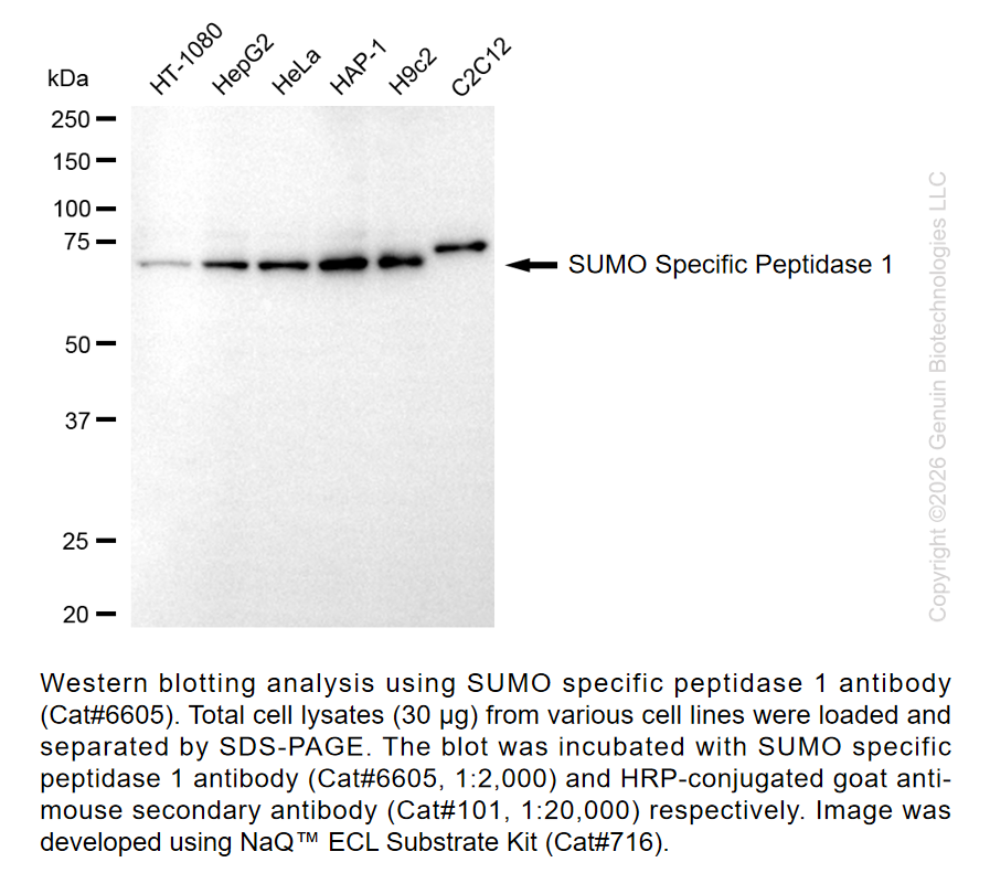 SUMO Specific Peptidase 1 Mouse mAb #6605