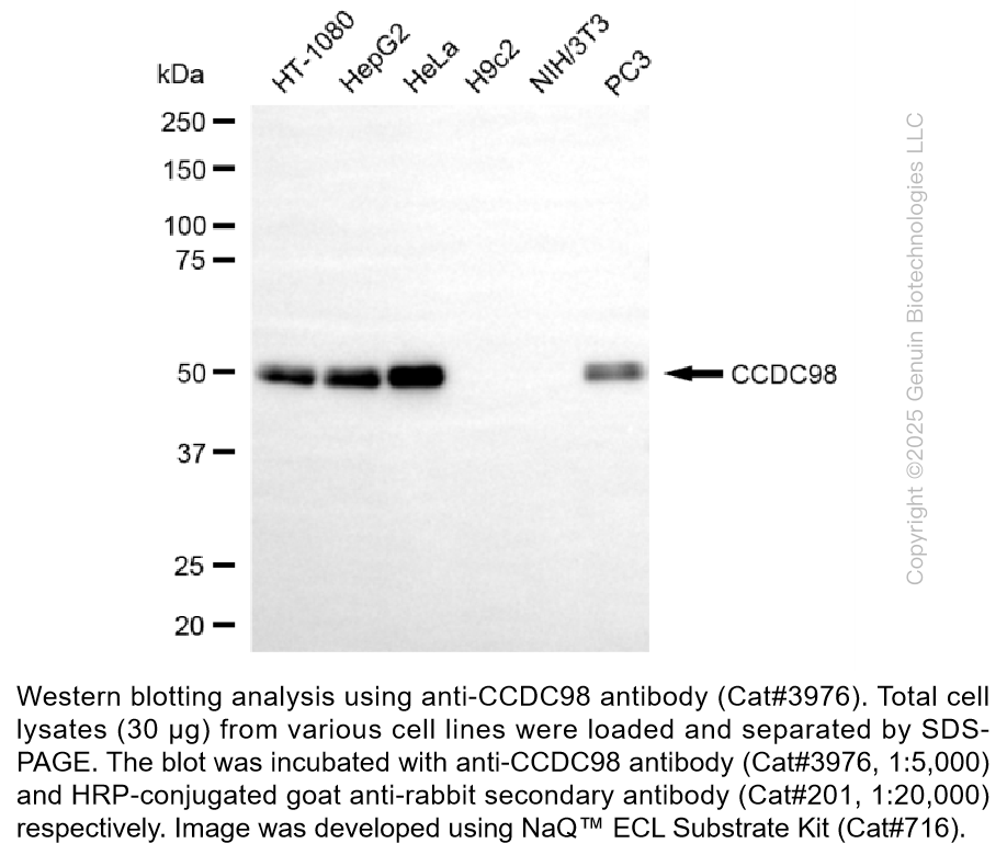 Anti-CCDC98 Rabbit Monoclonal Ab #3976