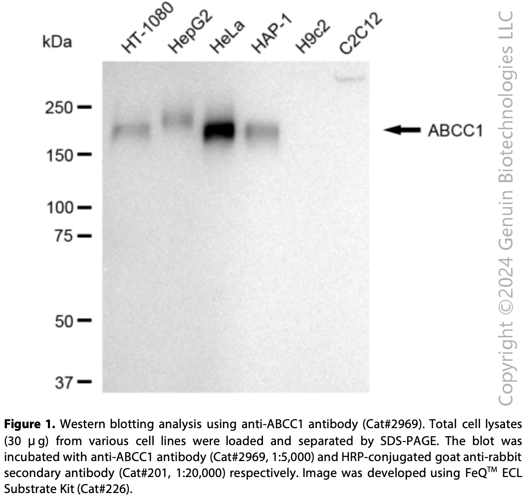 Anti-ABCC1 Rabbit mAb #2969