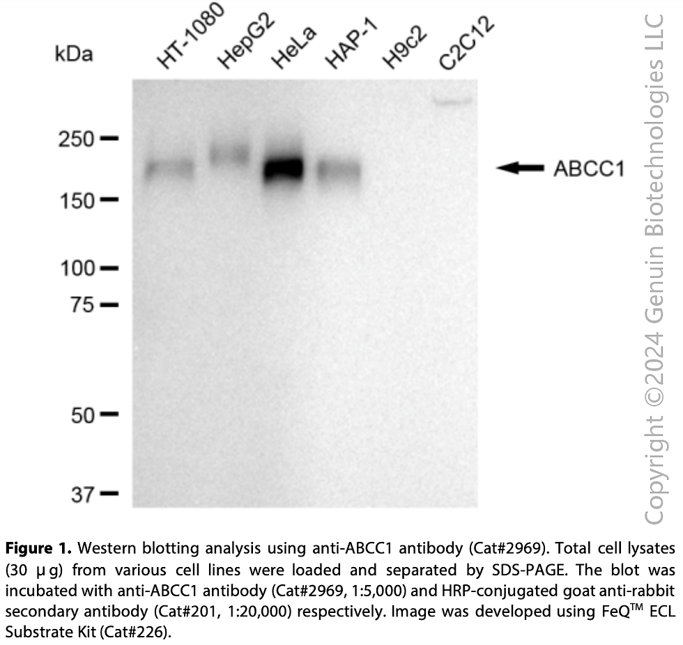 Thumbnail: Anti-ABCC1 Rabbit mAb #2969