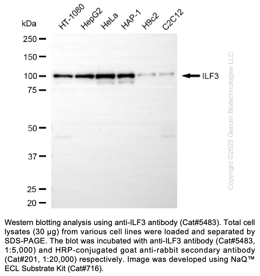 Anti-ILF3 Rabbit mAb #5483
