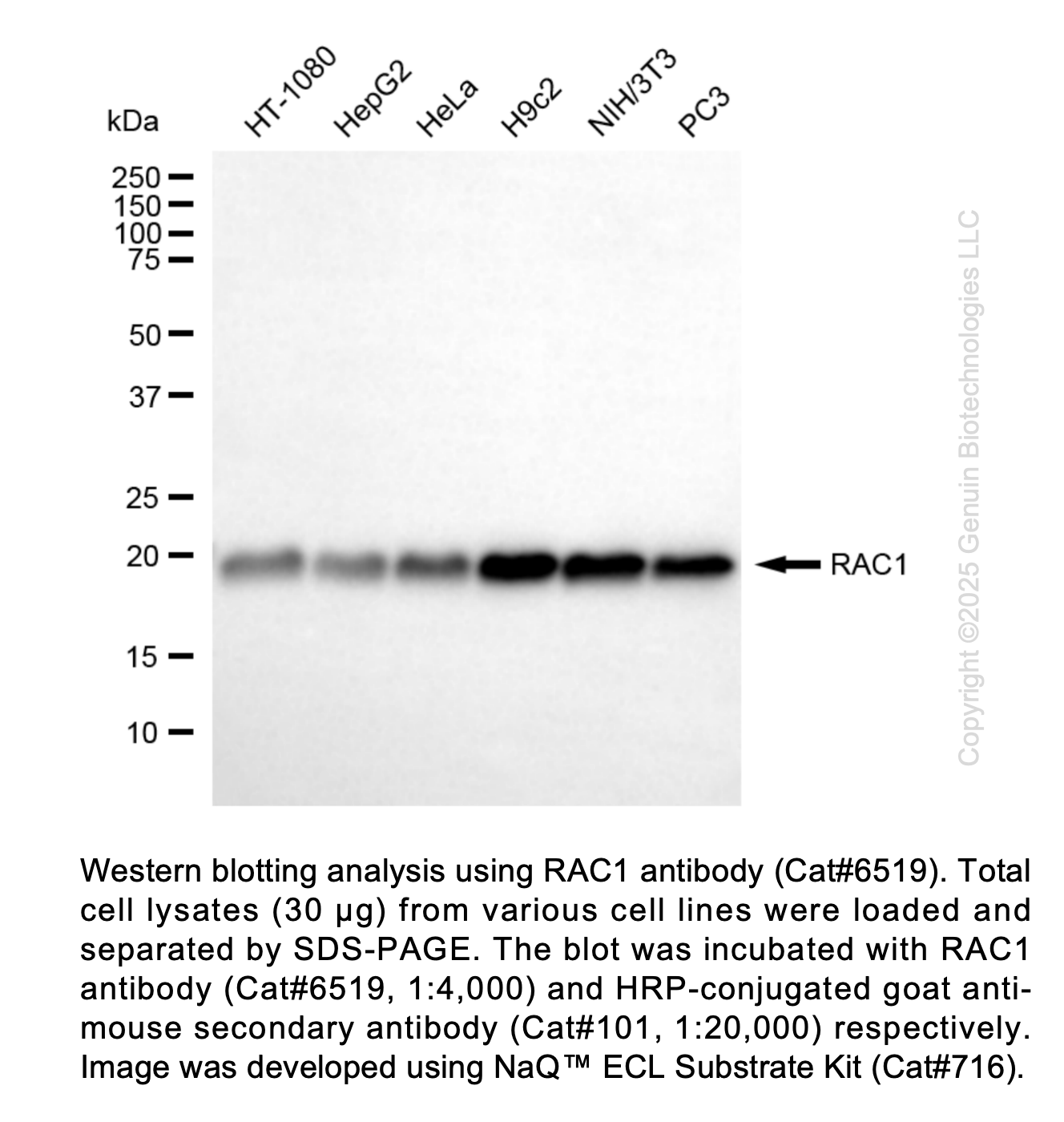 RAC1 Mouse mAb #6519