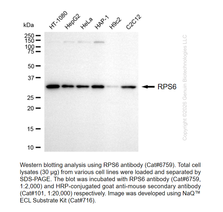 RPS6 Mouse mAb #6759