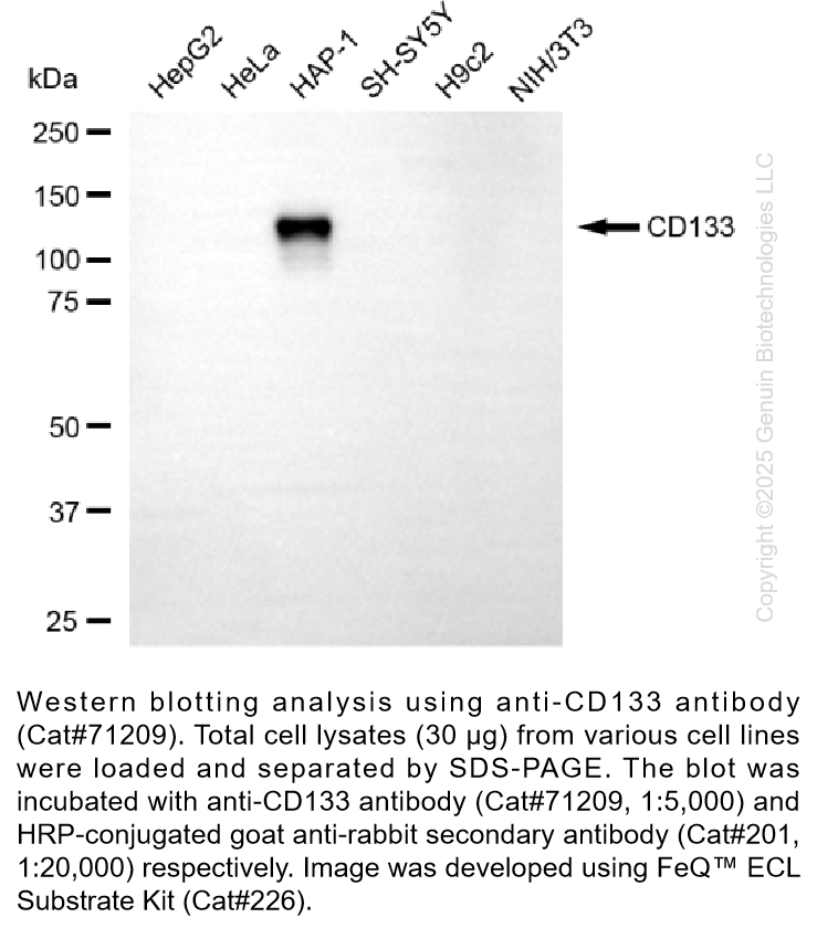 KO-Validated Anti-Prominin Rabbit Monoclonal Ab #71209