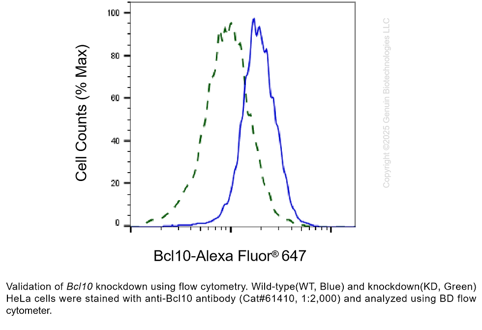 Thumbnail: KD-Validated Anti-Bcl10 Rabbit Monoclonal Ab#61410