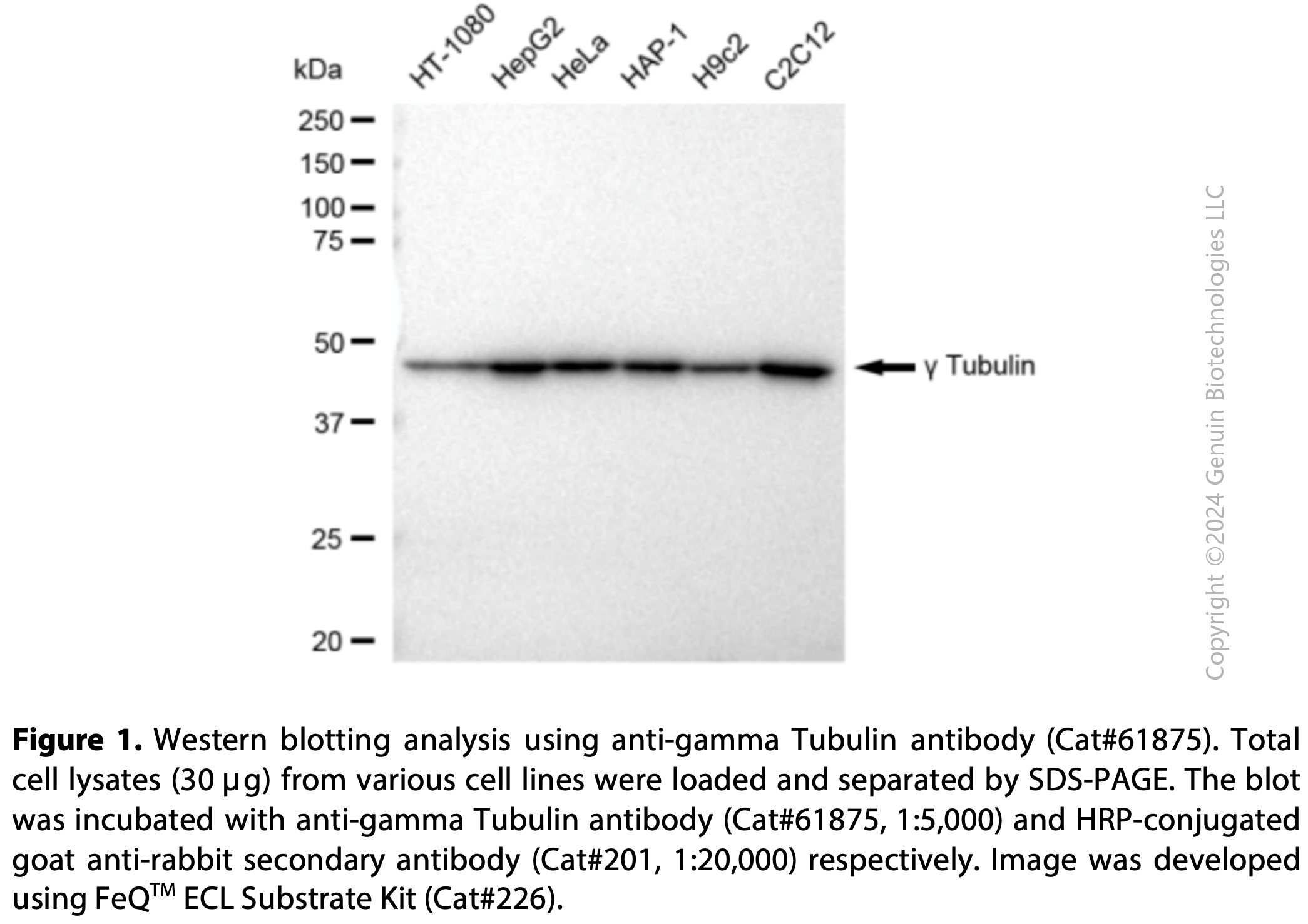 KD-Validated Anti-Gamma Tubulin Rabbit mAb#61875