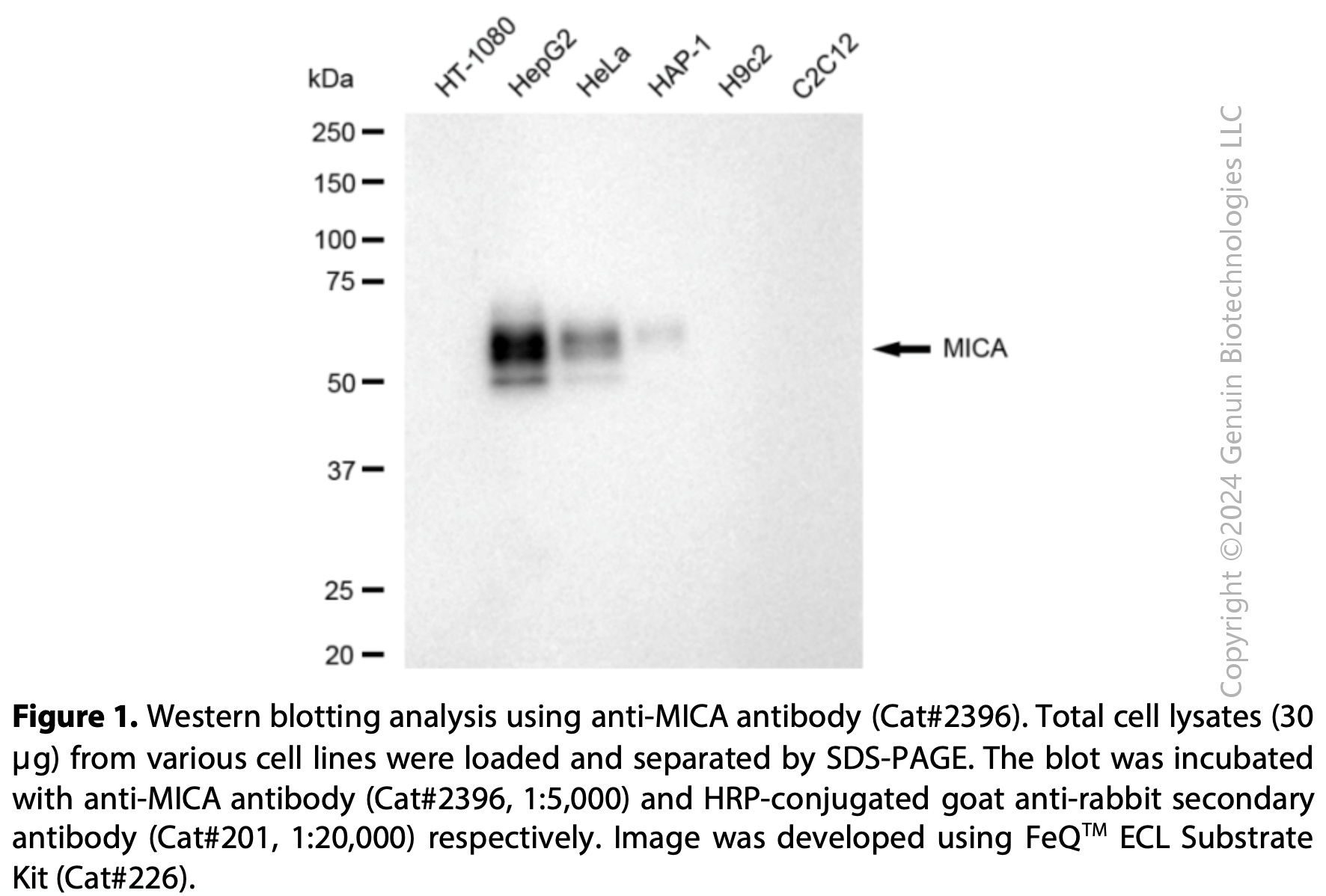 Anti-MICA Rabbit mAb #2396