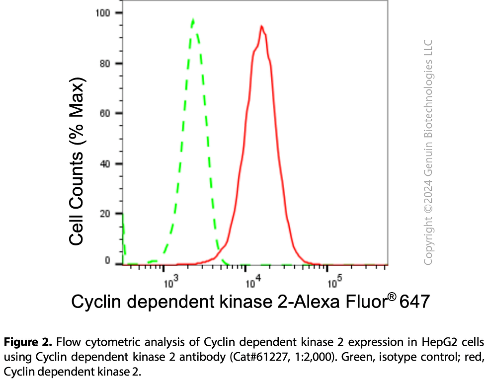 Thumbnail: KD-Validated Anti-Cyclin Dependent Kinase 2 Rabbit mAb #61227