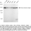 Thumbnail: KD-Validated Anti-Early Endosome Antigen 1 Rabbit mAb#61949