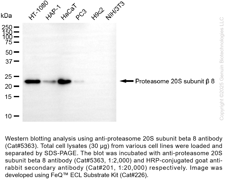 Anti-PSMB8 Mouse Monoclonal Ab #5363