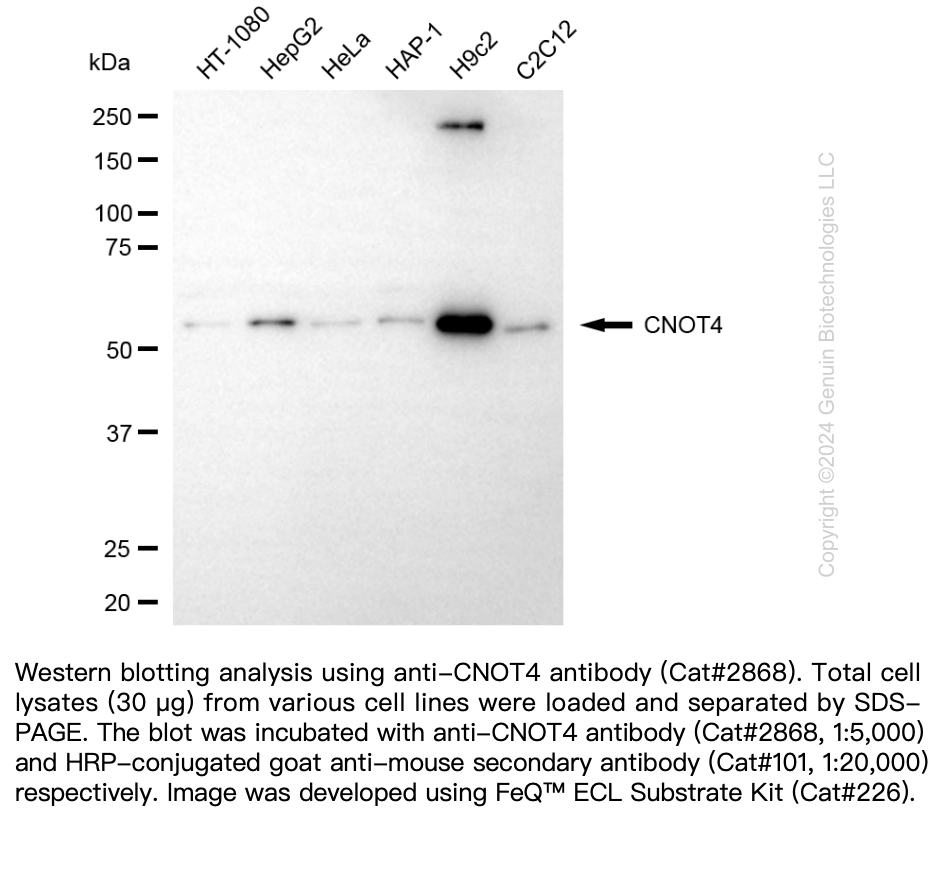 Anti-CNOT4 Mouse Monoclonal Ab #2868