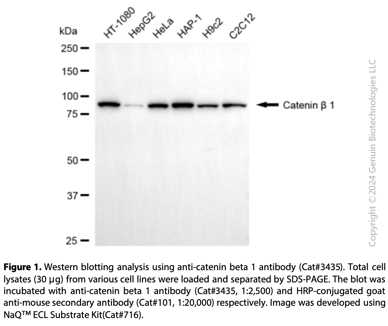 Anti-Catenin Beta 1 Mouse Monoclonal Ab#3435