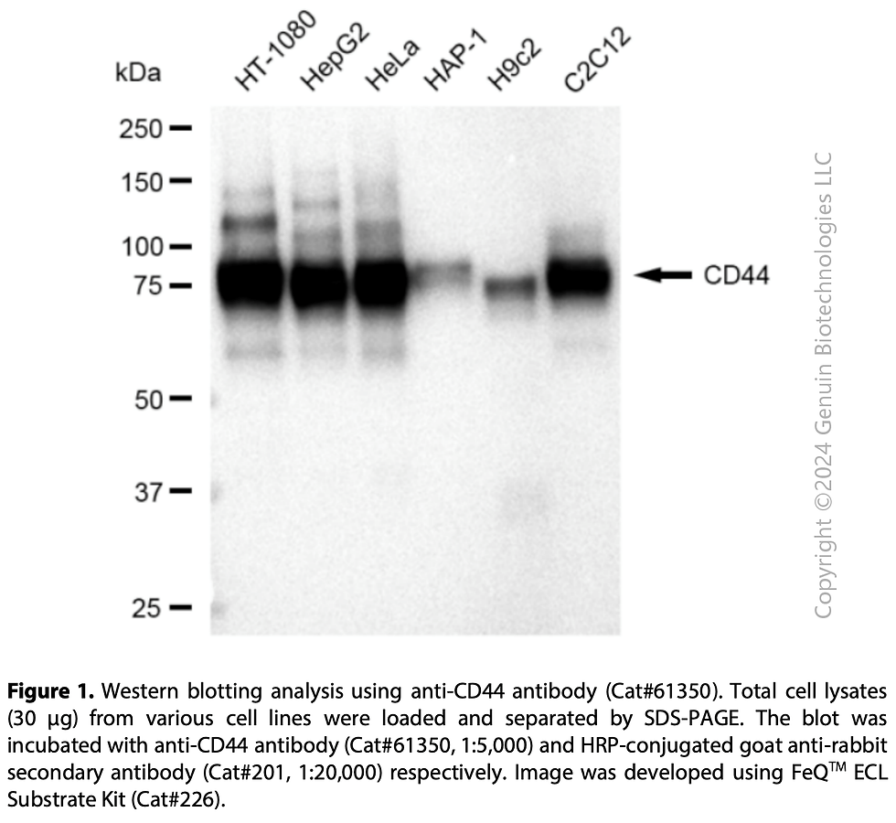 KD-Validated Anti-CD44 Rabbit Monoclonal Ab#61350