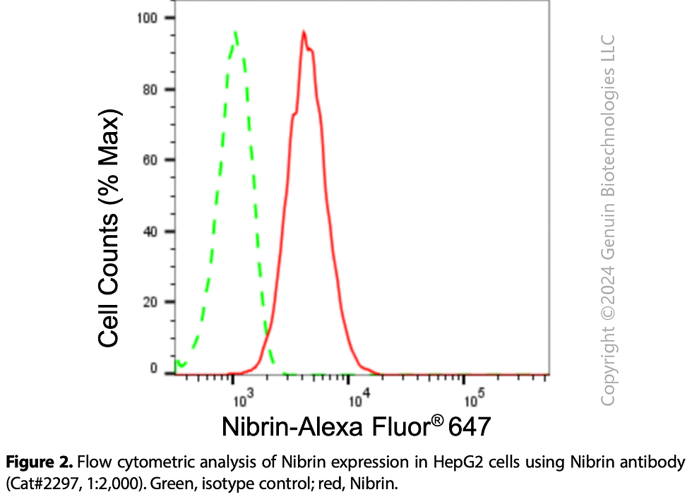 Thumbnail: Anti-Nibrin Rabbit mAb #2297