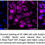 Thumbnail: KD-Validated Anti-Acetyl-CoA Acetyltransferase 1 Rabbit Monoclonal Ab #69117