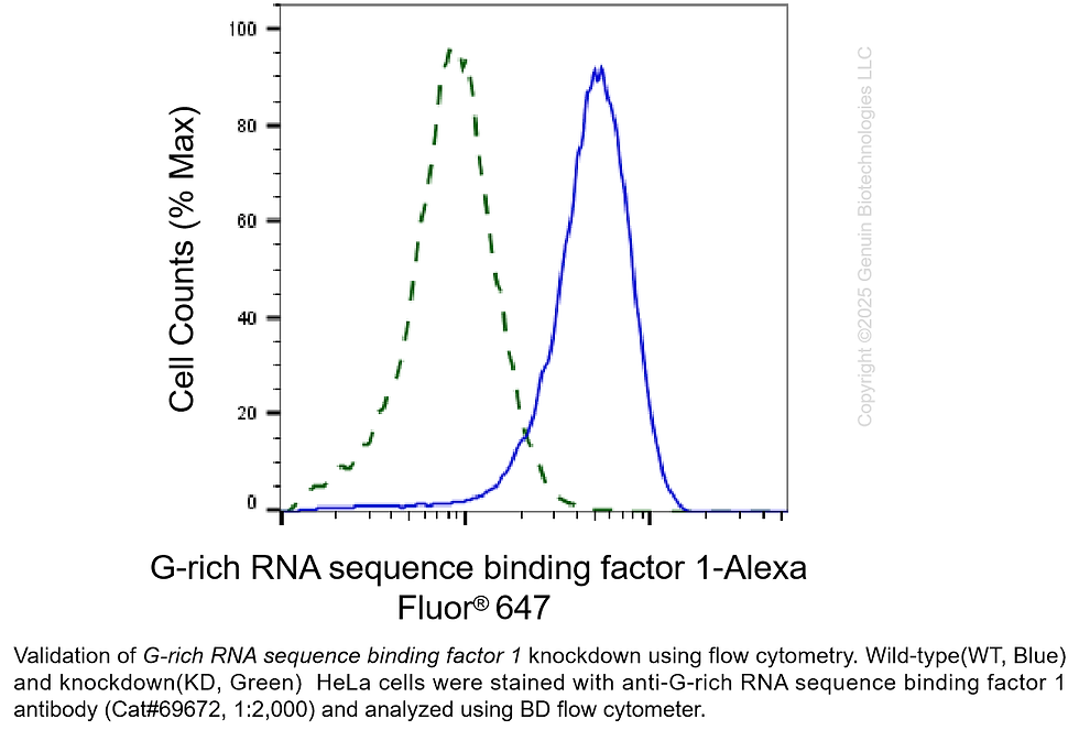Thumbnail: KD-Validated Anti-G-Rich RNA Sequence Binding Factor 1 Rabbit mAb #69672