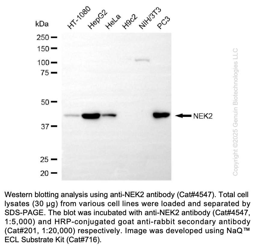 Anti-NEK2 Rabbit Monoclonal Ab #4547