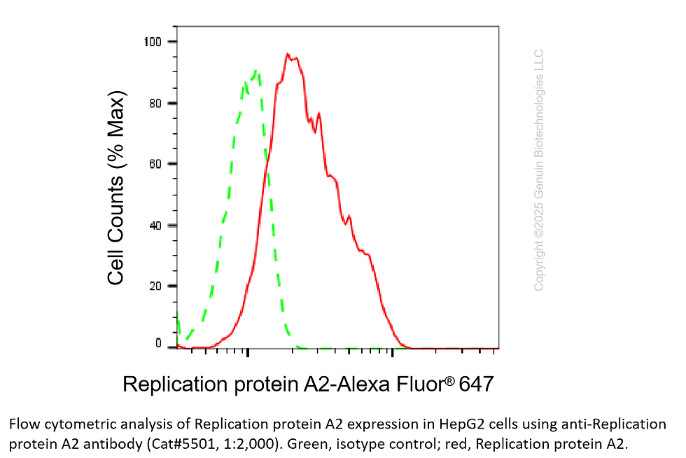 Thumbnail: Anti-RPA2 Rabbit mAb #5501