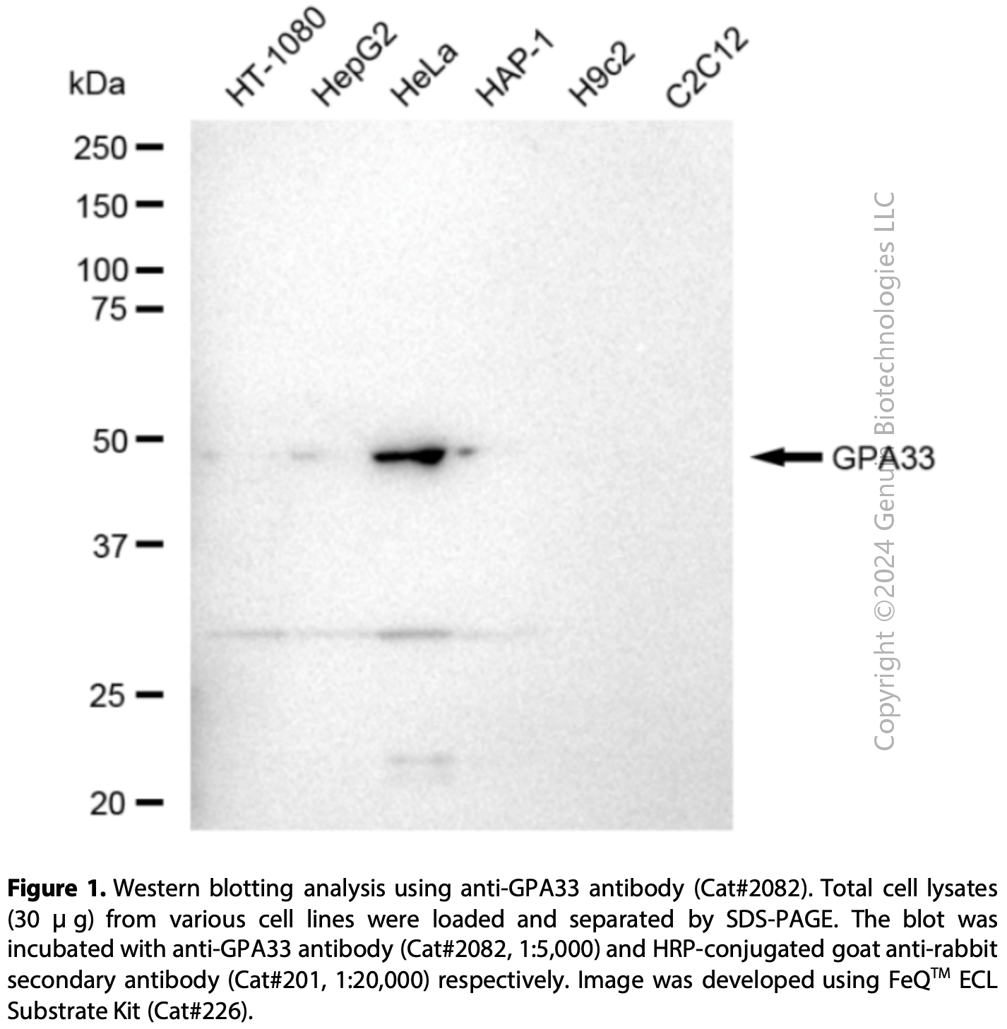 Anti-GPA33 Rabbit mAb #2082