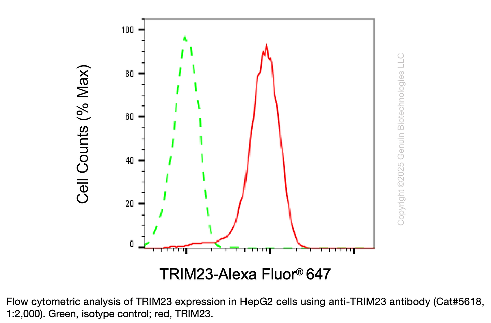 Thumbnail: Anti-TRIM23 Rabbit Monoclonal Ab #5618