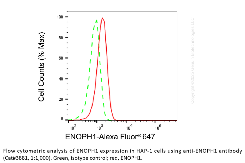 Thumbnail: Anti-ENOPH1 Mouse Monoclonal Ab #3881