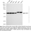 Thumbnail: KD-Validated Anti-LMAN1 Rabbit Monoclonal Ab#61479