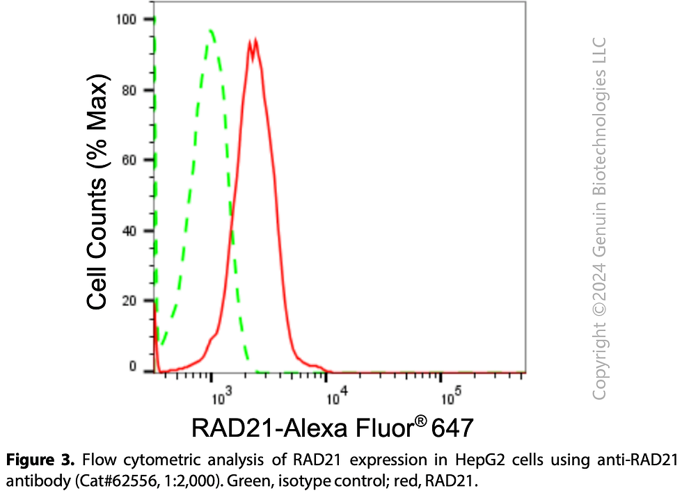Thumbnail: KD-Validated Anti-RAD21 Cohesin Complex Component Rabbit Monoclonal Ab#62556