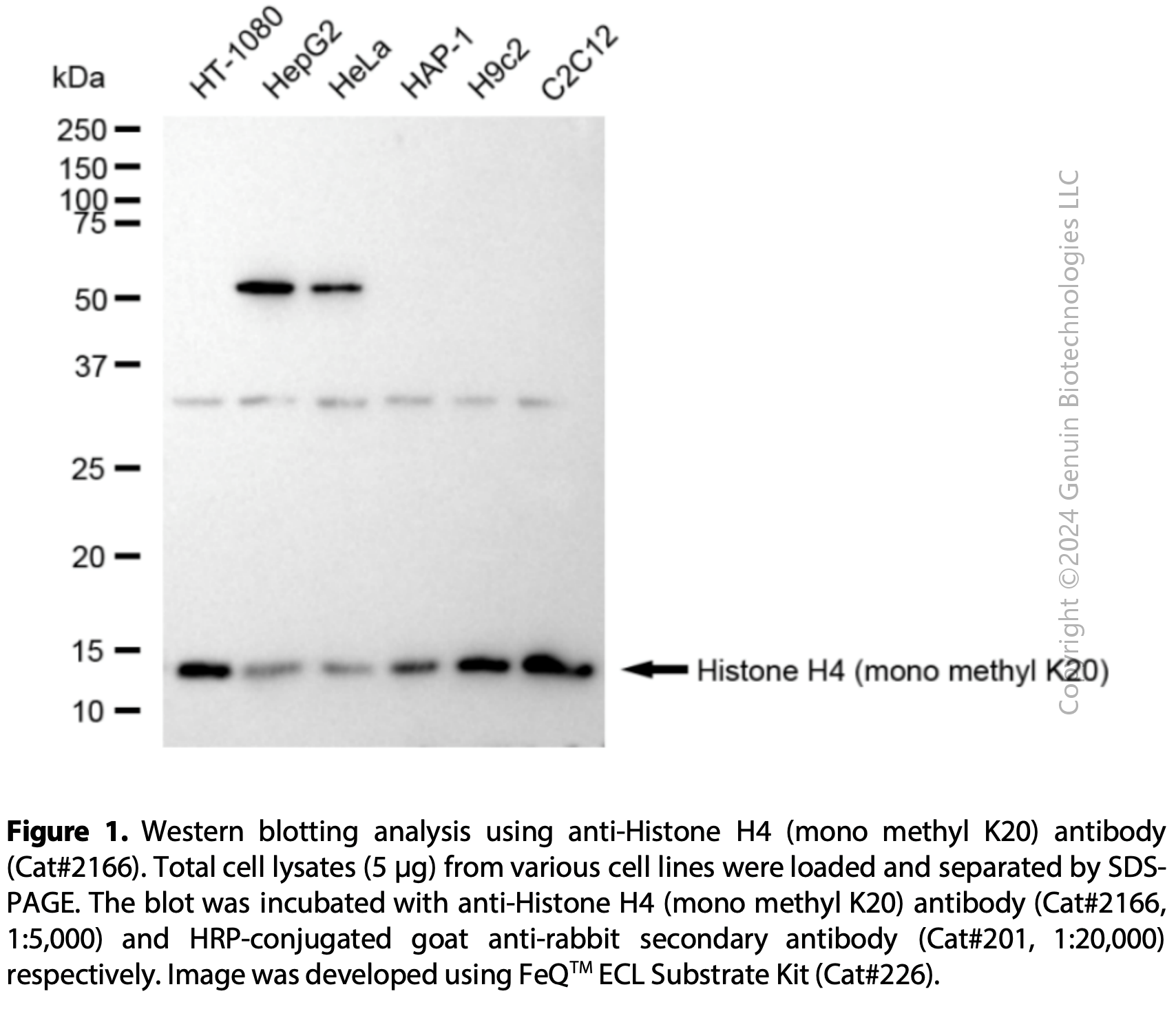 Anti-Histone H4 (Mono Methyl K20) Rabbit mAb #2166