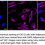 Thumbnail: KD-Validated Anti-Adiponectin Receptor 1 Rabbit Monoclonal Ab#61573