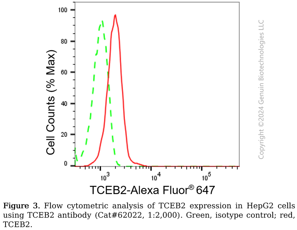 Thumbnail: KD-Validated Anti-TCEB2 Rabbit Monoclonal Antibody#62022
