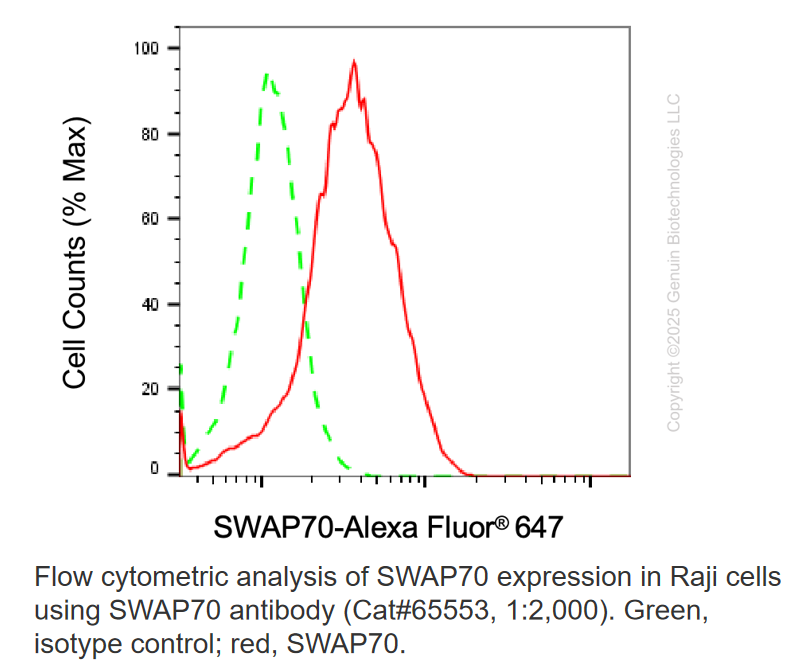 Thumbnail: KD-Validated Anti-SWAP70 Mouse Monoclonal Ab #65553