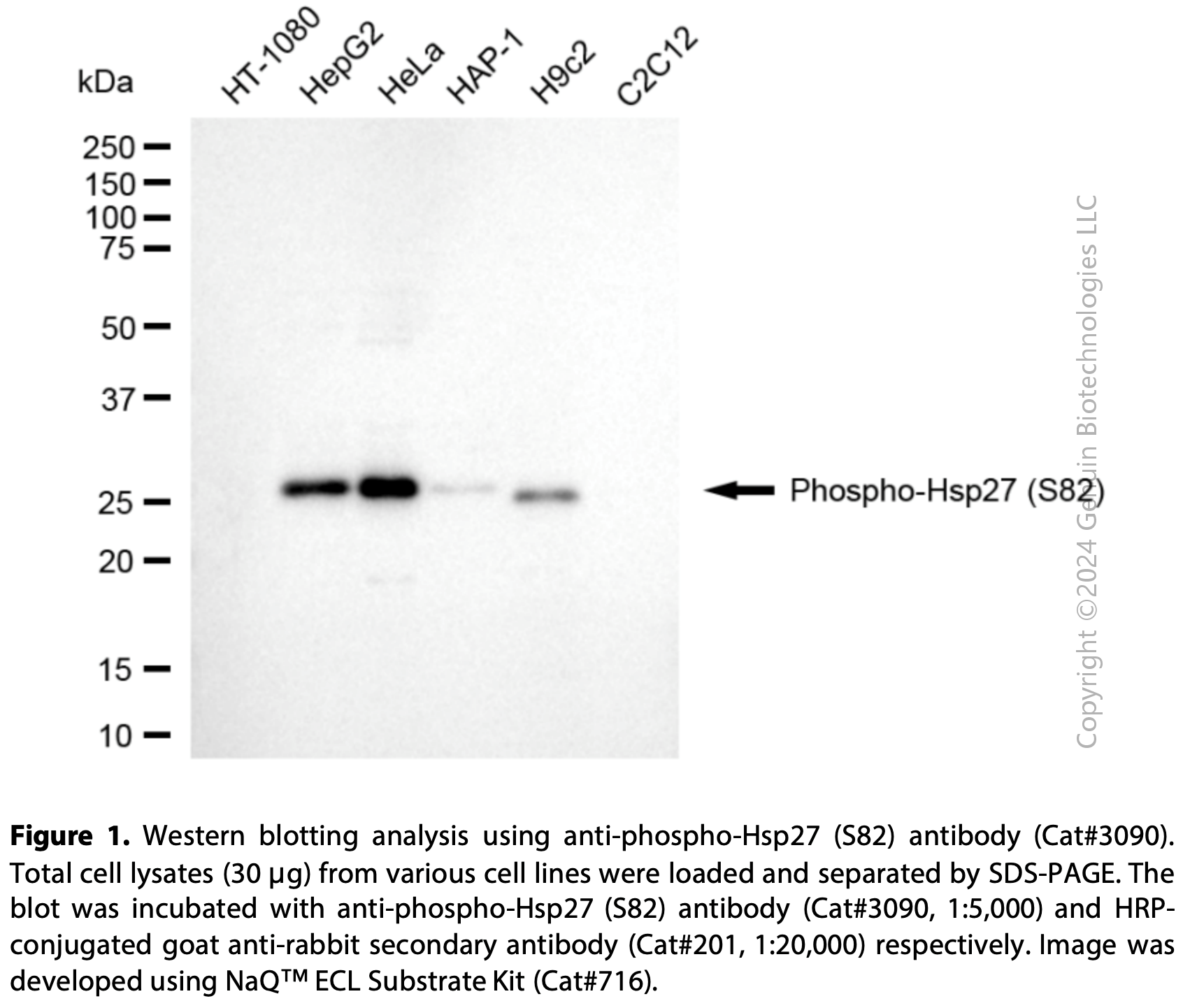 Rabbit S82 Anti-Phospho-Hsp27 (S82) Rabbit mAb #3090 | GenuIN Biotech
