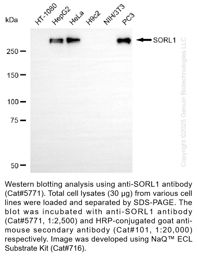 Anti-SORL1 Mouse Monoclonal Ab #5771