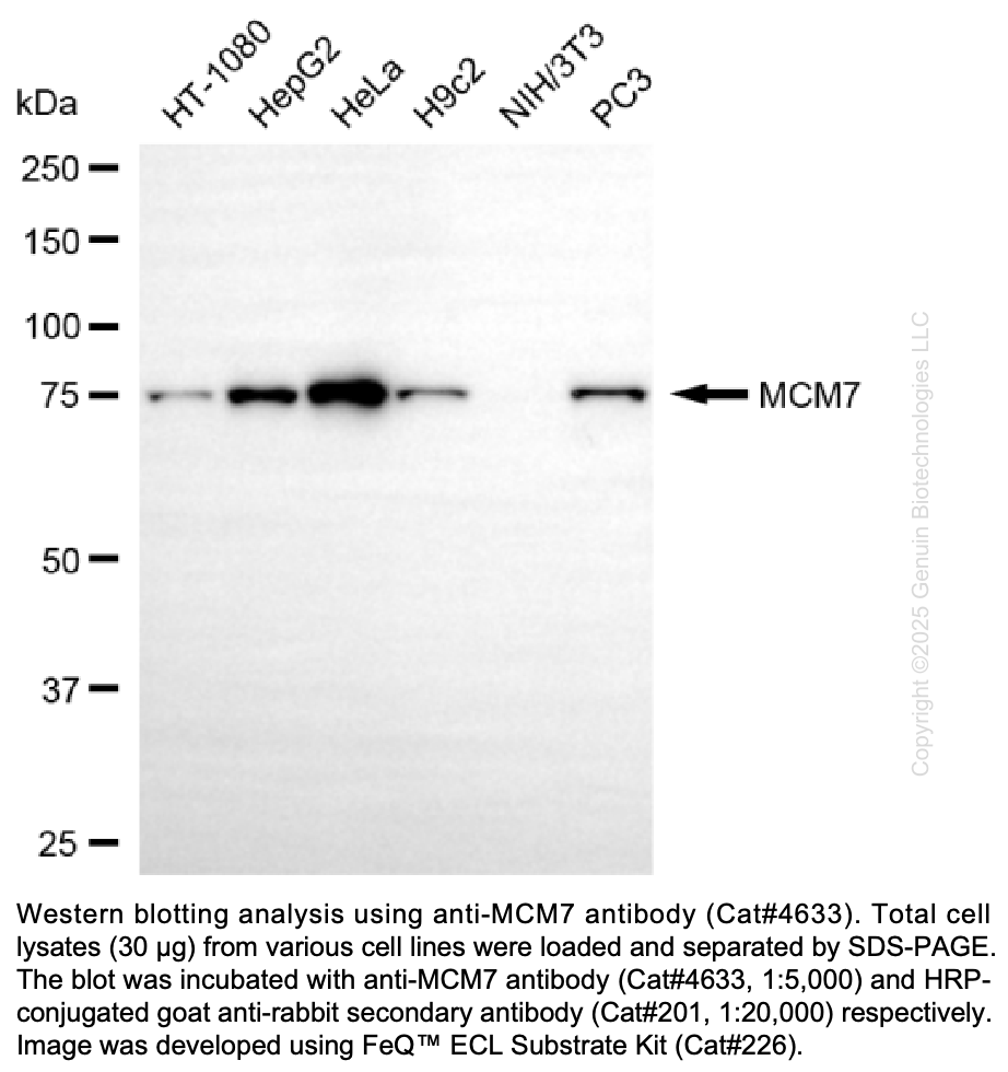 Anti-MCM7 Rabbit Monoclonal Ab #4633