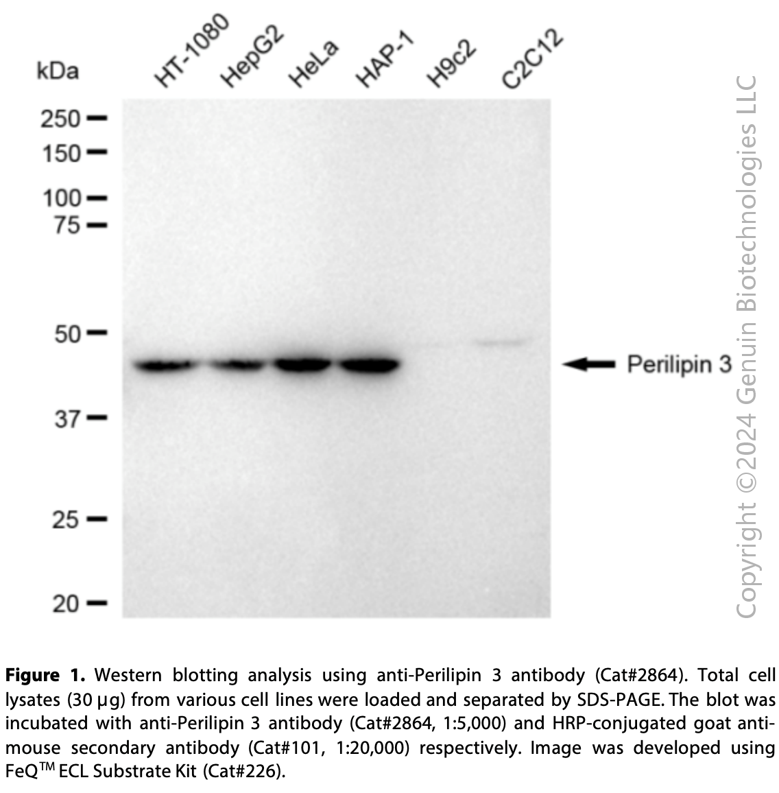 Anti-Perilipin 3 Mouse Monoclonal Ab #2864