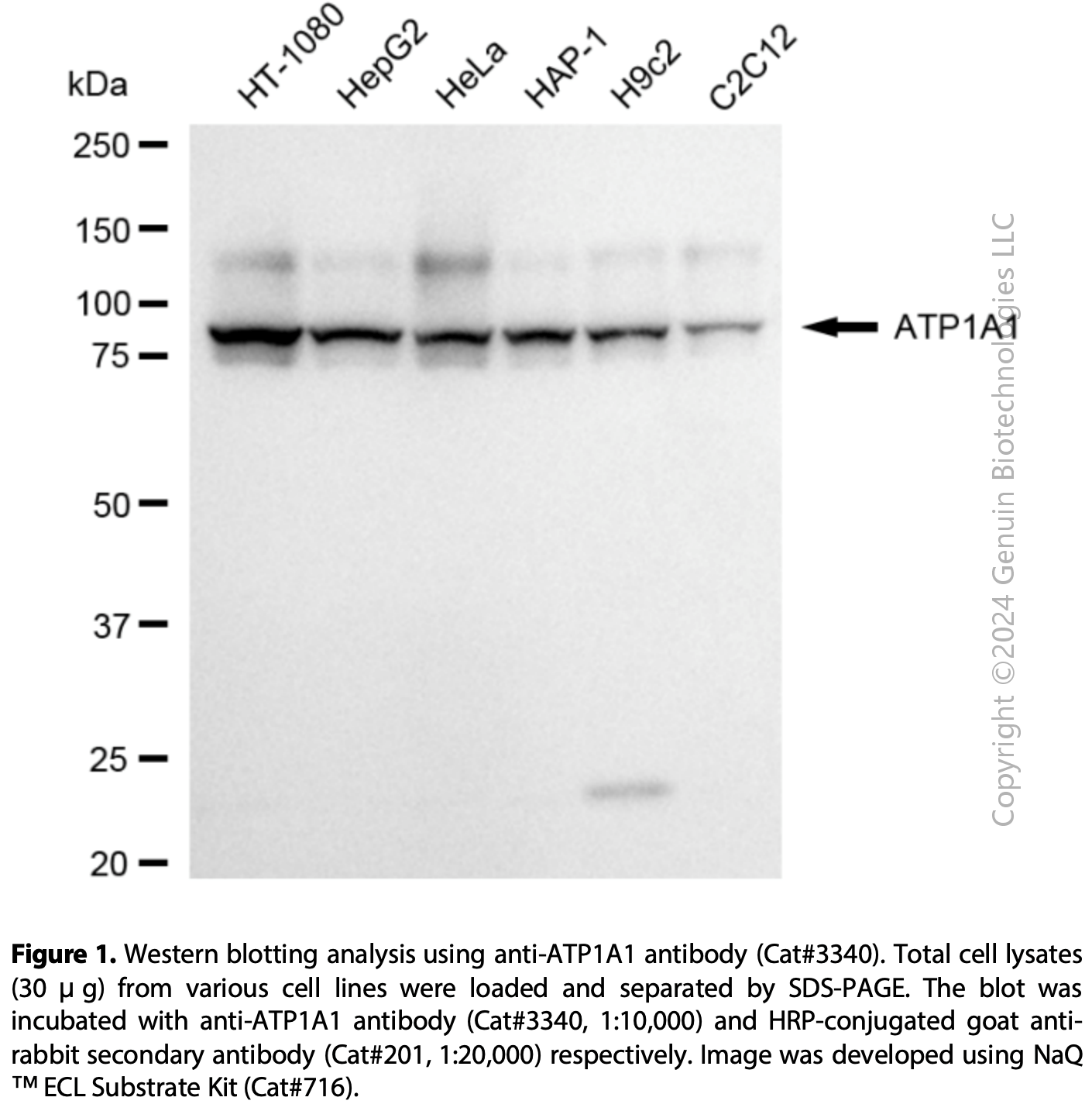 Anti-ATP1A1 Rabbit mAb #3340
