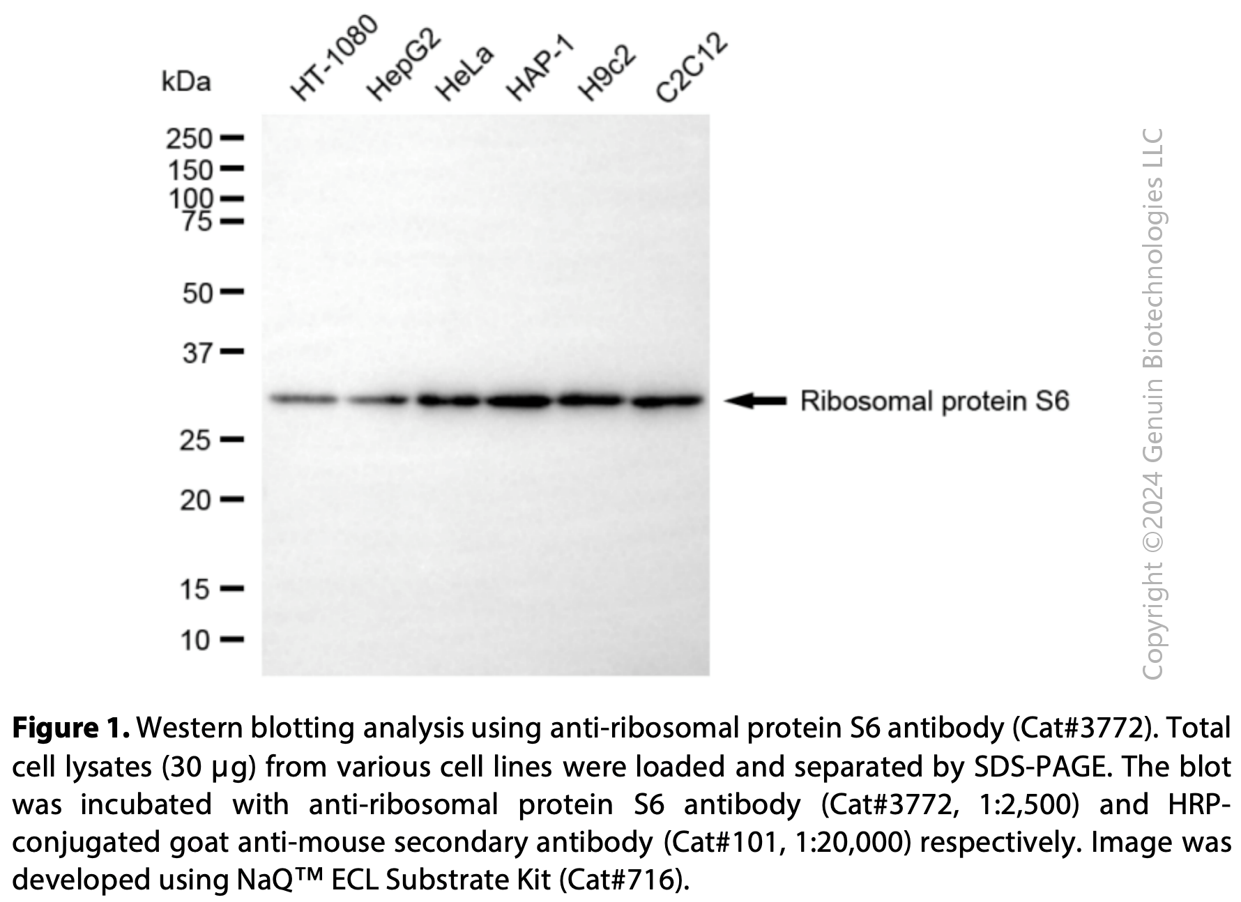 Anti-RPS6 Mouse Monoclonal Ab #3772