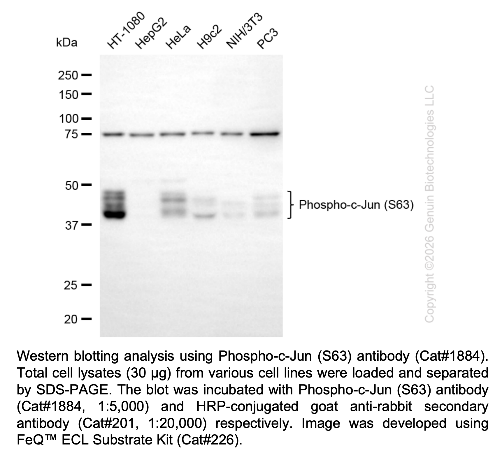 Anti-Phospho-c-Jun (S63) Rabbit mAb #1884
