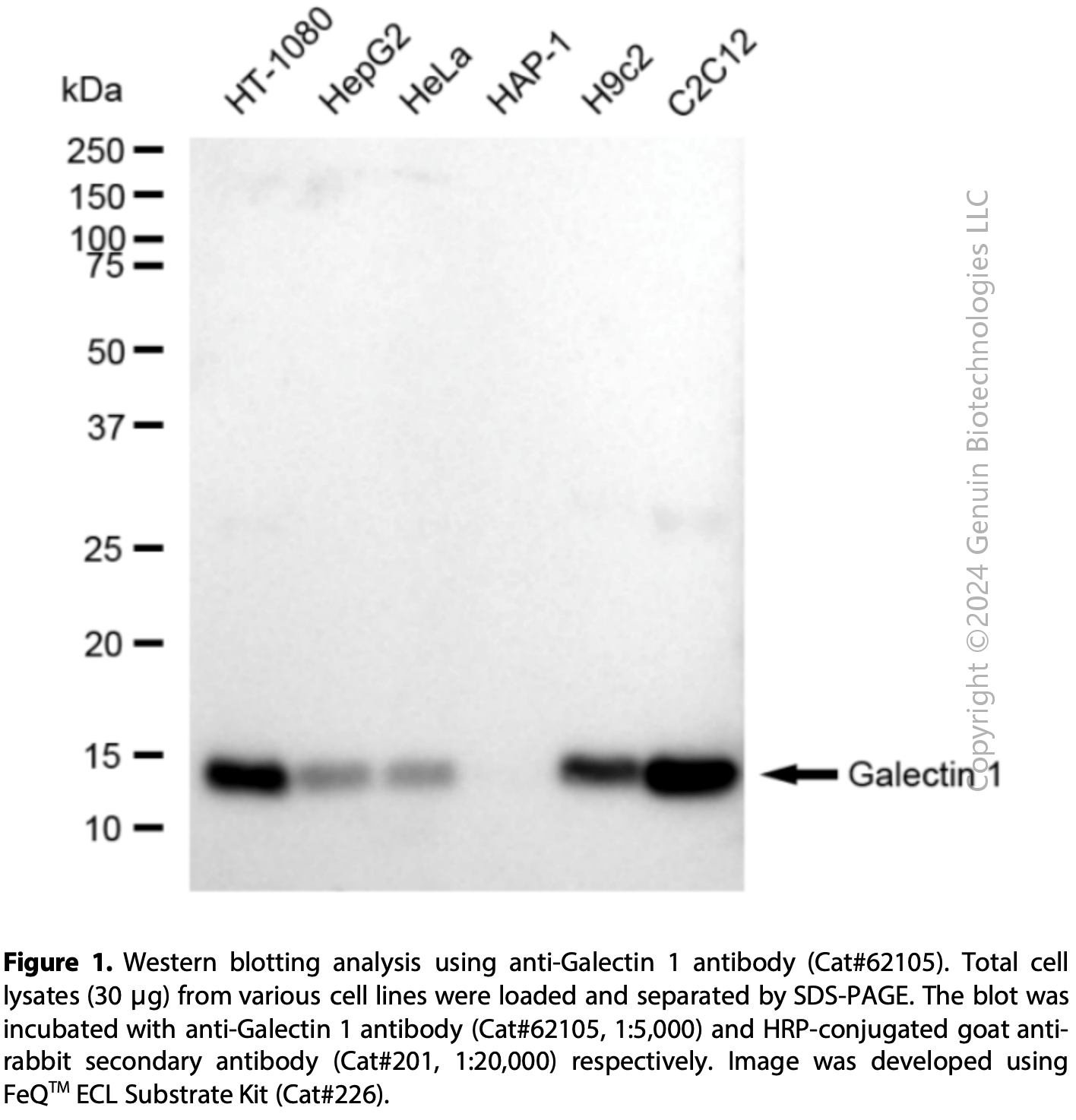 KD-Validated Anti-Galectin 1 Rabbit mAb#62105