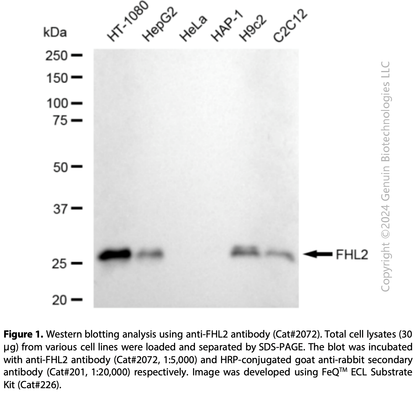 Anti-FHL2 Rabbit mAb #2072