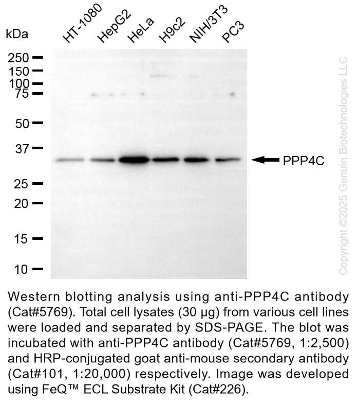 Anti-PPP4C Mouse Monoclonal Ab #5769
