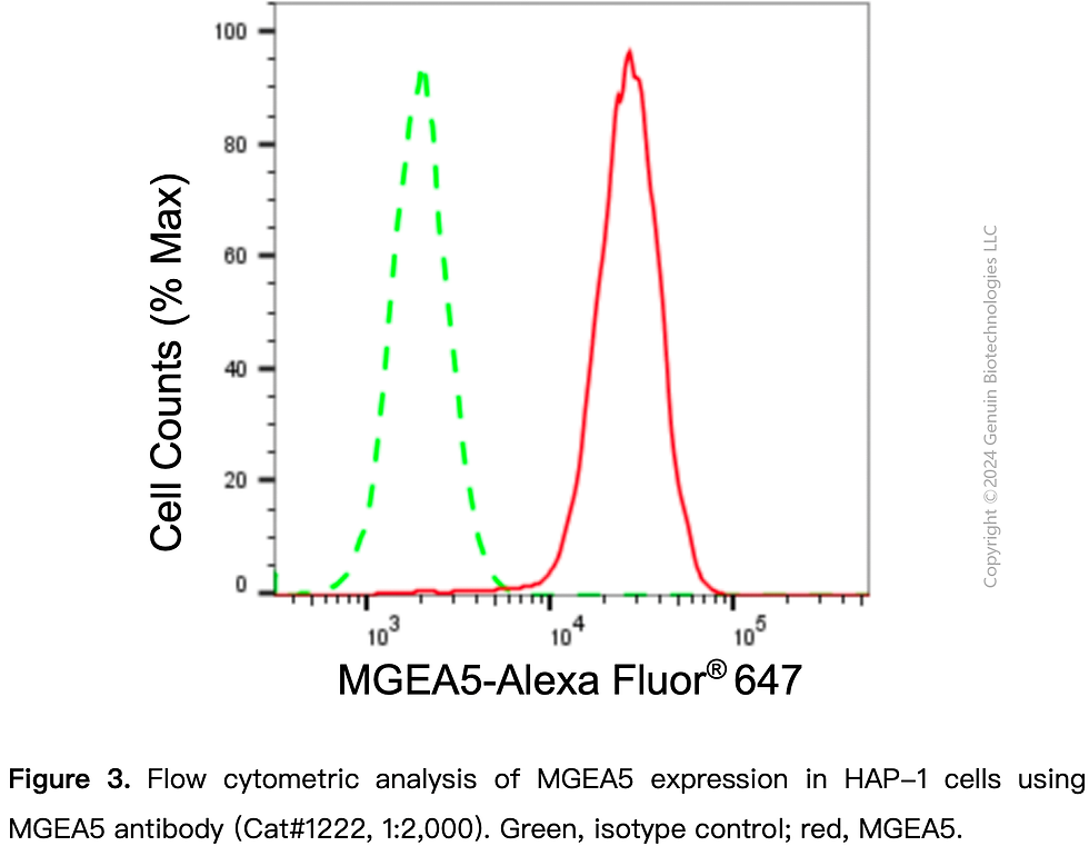 Thumbnail: Anti-MGEA5 Rabbit mAb #1222