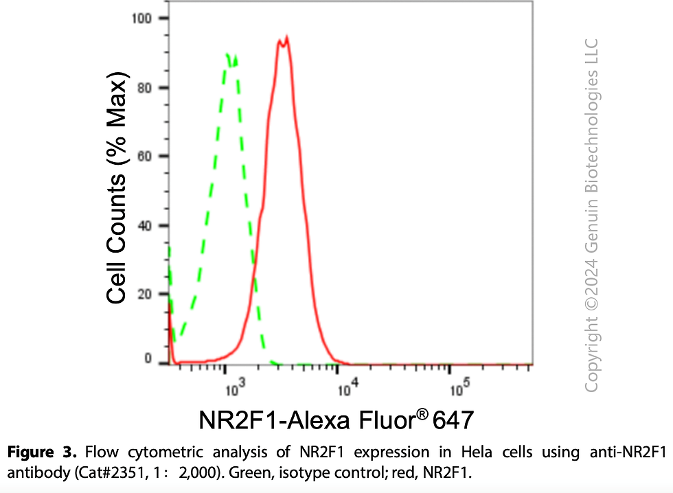 Thumbnail: Anti-NR2F1 Rabbit mAb #2351